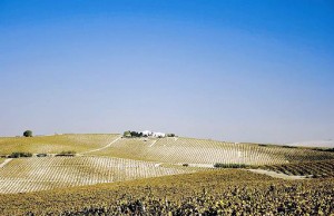 Jerez vineyard