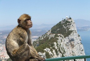 Barbary macaque Gibraltar