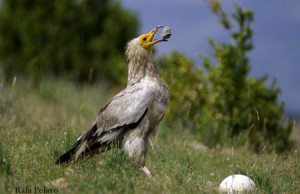 Alimoche vulture is now extinct in Malaga Province