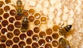 Honey making
