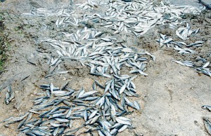 DEAD: Fish in the Guadalhorce River